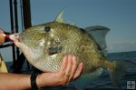 Triggerfish at oil rig