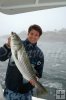 Striped bass near Boston-3