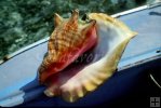 Conch shell in Belize