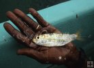 Sprat
