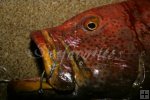 Yellowfin grouper