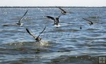 Seagulls
