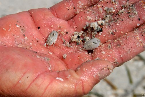 Florida Sand Crabs