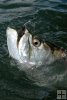 Tarpon and circle hook