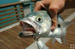 Bluefish and pier fisherman