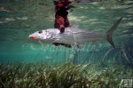 Grabbing a bonefish