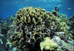 Lettuce coral, Belize reef