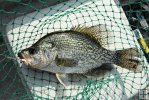 Crappie on the landing net