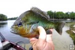 Closeup of longear sunfish