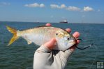 Menhaden with circle hook-2