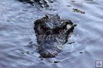 Alligator