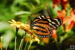 Butterfly-09