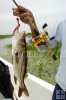 Snook and jig Honduras