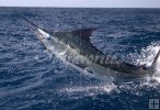 Marlin Marlin