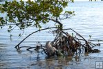 Plastic in mangrove tree