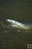 bull shark in river