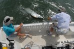 Tarpon subdued