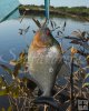 Piranha, Cinaruco River