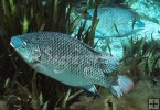 Tilapia Tilapia