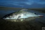 Hardhead catfish tidal pool