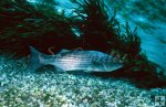 Single striped bass