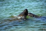 Manatee Manatee