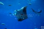 Manta ray overhead
