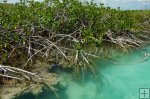 Young mangroves, fresh water, Yucatan