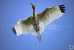 Ibis