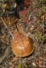 Horseshoe crab on seashore