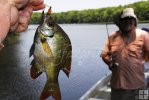 Angler and bluegill