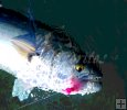 Bluefish Bluefish