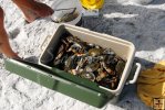 Cooler of blue crabs