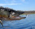 Mean pickerel