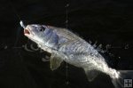 Croaker Croaker