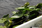 Spatterdock lillies, prime habitat