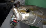 Closeup of amberjack and metal jig