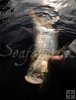 Grabbing dead tarpon