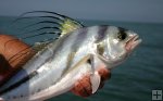 Closeup of roosterfish
