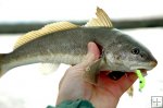 Whiting in hand, Florida