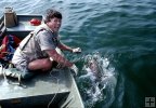 Cobia stringered to a jonboat