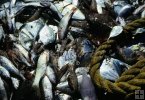 Shrimpboat bycatch