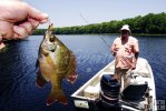 Bluegill in Florida