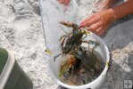 One more crab