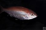 Vermilion snapper underwater