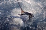 White marlin