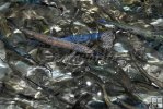 Mixed bag of baitfish