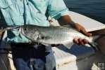 Bluefish and diving plug