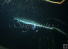 Gar underwater