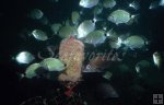 Chum block on bottom